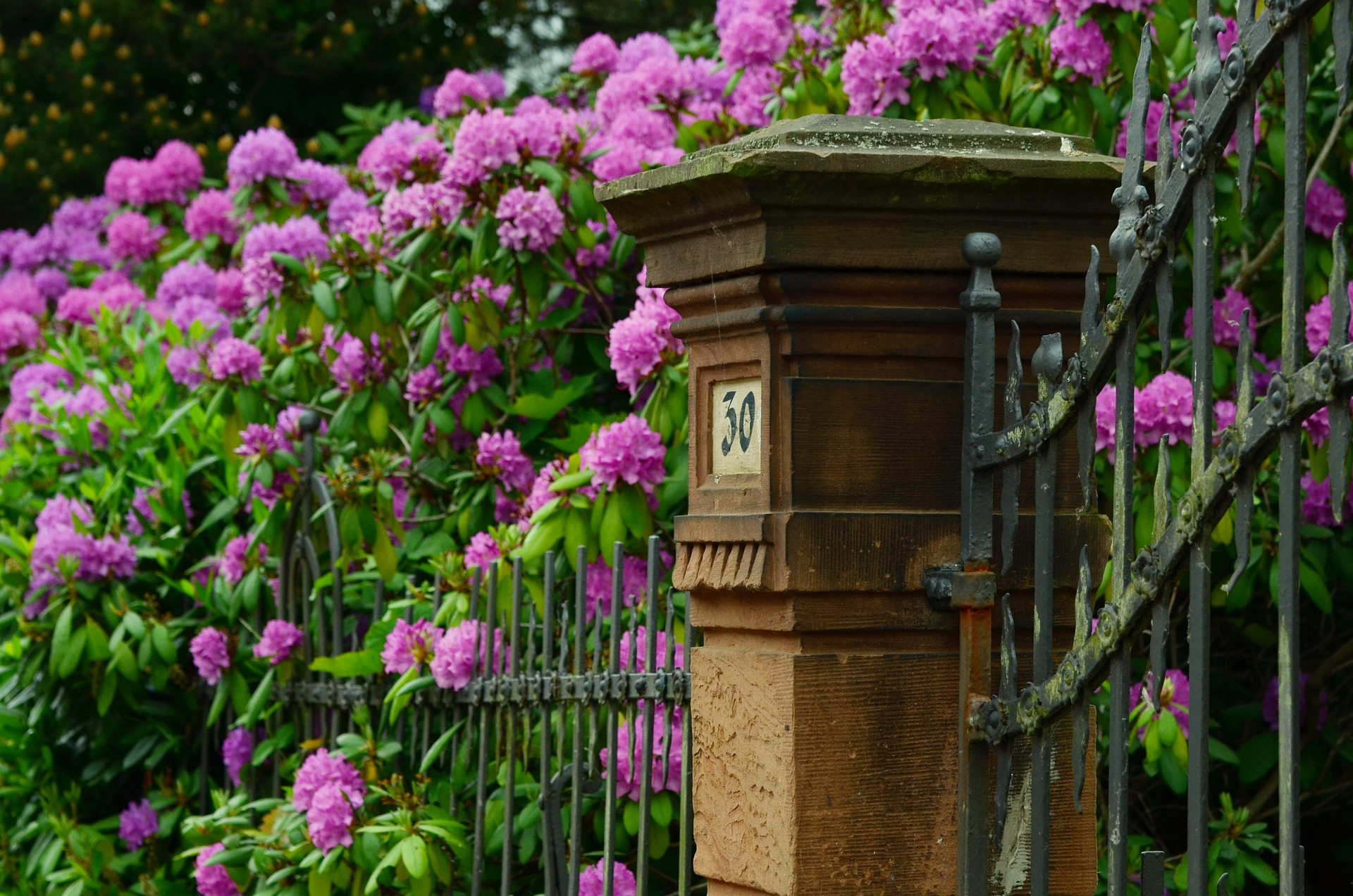 Iron gate with decorative elements and stone pillar numbered 30, surrounded by vibrant pink rhododendron flowers, symbolizing beauty and security for residential or commercial properties.